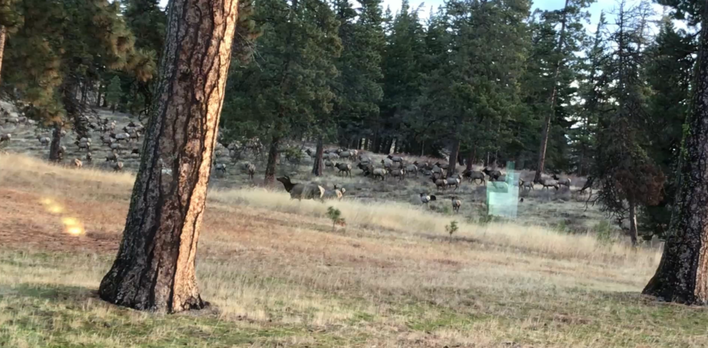 Massive herd of Elk moving up the Mountain