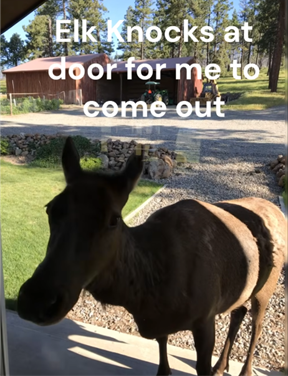 Elk “Buttons” Knocks on Door