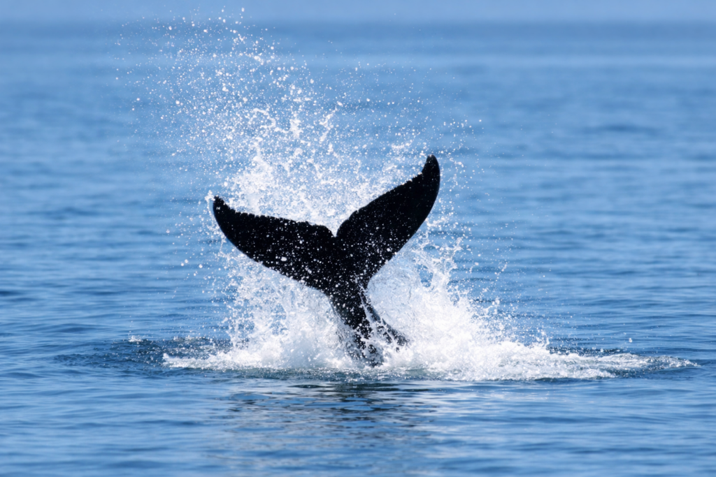 God’s Creation Rejoices-Baby Whale