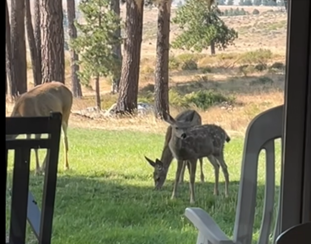 Mountain Sunrises, Snow, Elk, Deer 